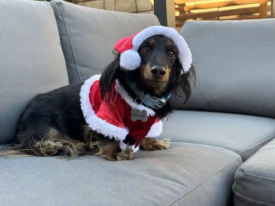 A long-haired dachshund named Beowulf sits on a gray outdoor couch wearing a red and white Santa outfit with a matching hat…