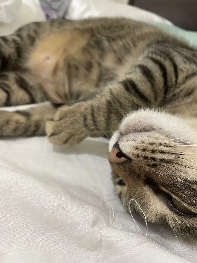 A tabby cat is lying on its back on a white bedsheet, belly exposed, with one paw slightly raised and eyes half-closed in a…