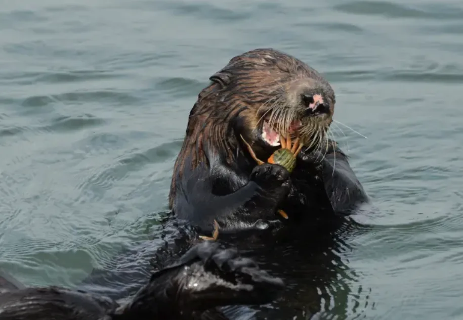 A sea otter is in the water, holding a crab with its paws and biting into it with its mouth open, showing teeth and…