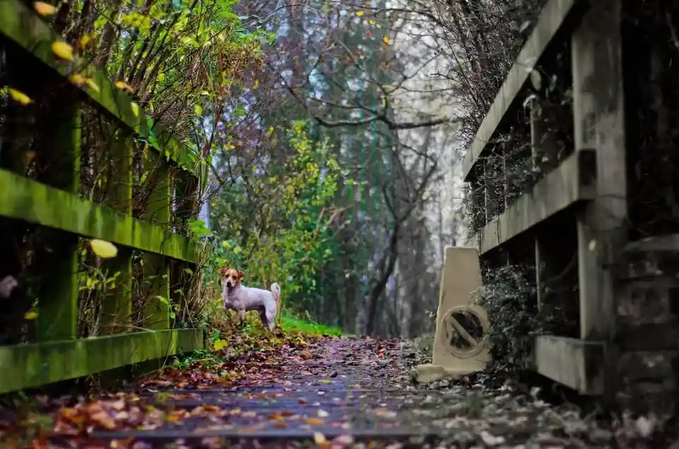 A small white and brown dog stands alert on a leaf-covered wooden path in a forest, flanked by weathered wooden fences. A…