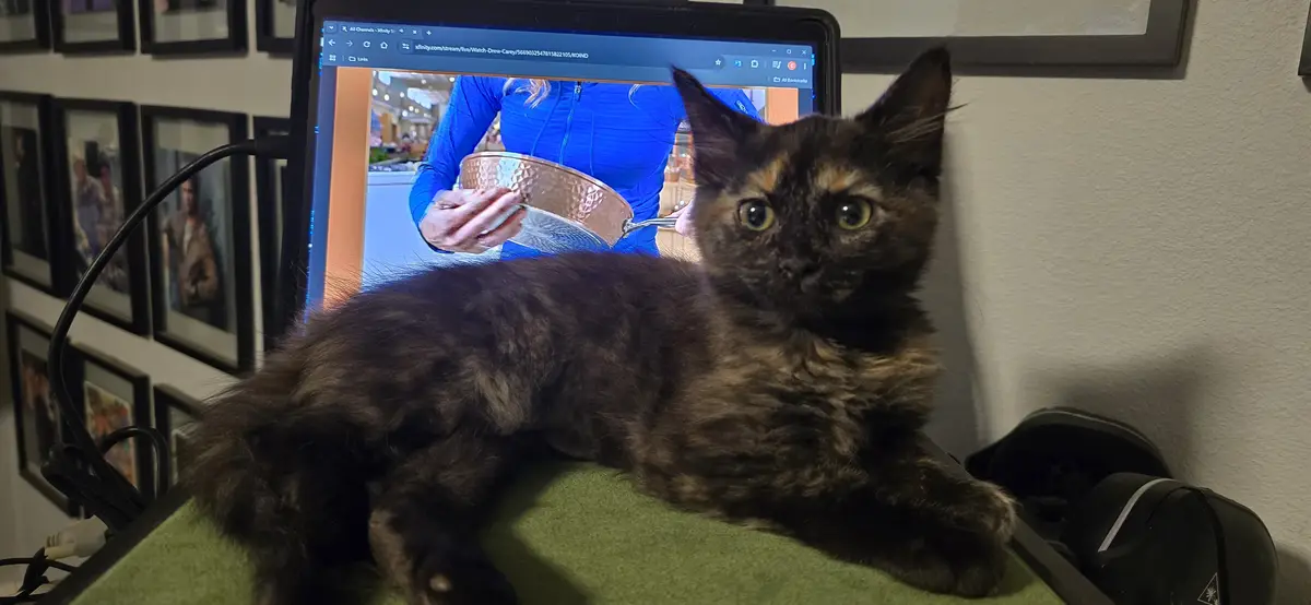 A tortoiseshell cat with wide, startled eyes lies on a green surface in front of a laptop screen showing a person in a blue…