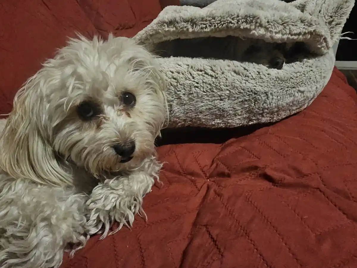 A fluffy white dog with long hair lies on a red quilted blanket, looking directly at the camera with a calm, slightly tired…
