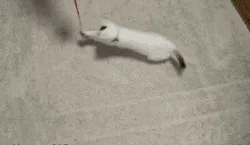 A sequence of six images shows a white cat chasing a red wand toy on a carpet, then a second black-and-white cat appears and…