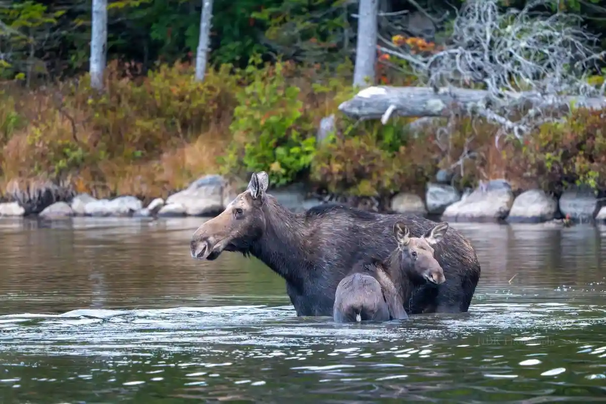 A mother moose and her calf stand together in a shallow river, surrounded by autumnal foliage and trees. The mother moose…