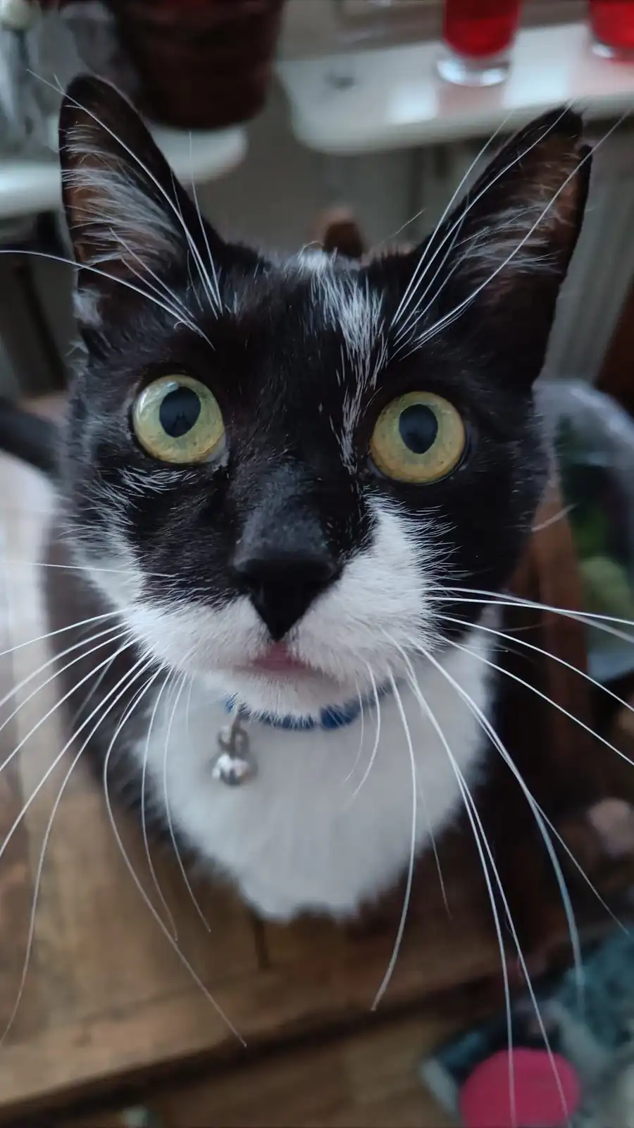 A close-up photo of a black and white cat with wide, startled-looking yellow-green eyes staring directly at the camera. The…