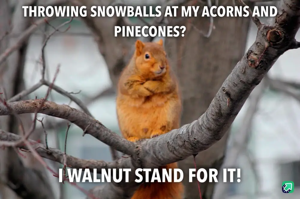 A red squirrel sits upright on a tree branch, looking directly at the camera with a confused or annoyed expression. The…