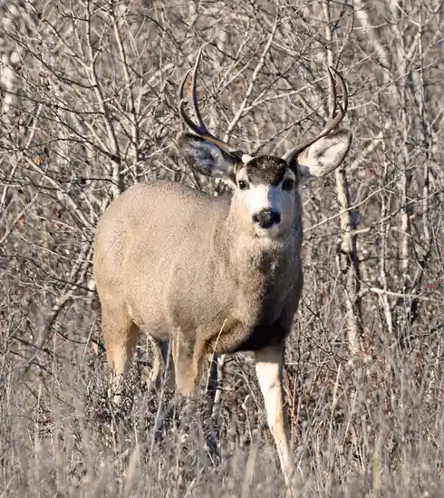 A large male mule deer with prominent antlers stands in a field of dry grass and bare, tangled branches, looking directly at…