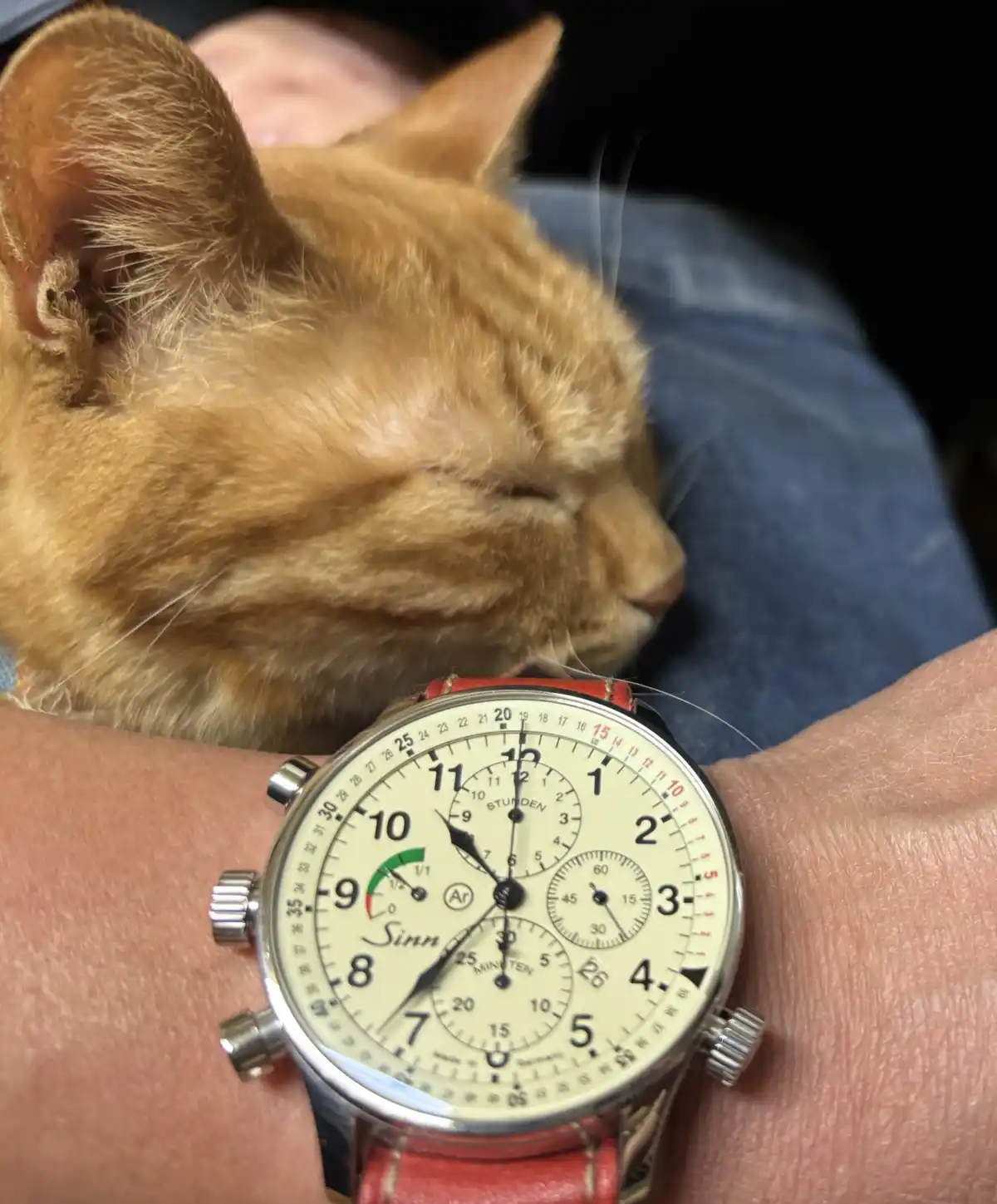 A close-up photo shows a sleeping orange tabby cat resting its head on a person's lap, next to a wristwatch with a red…