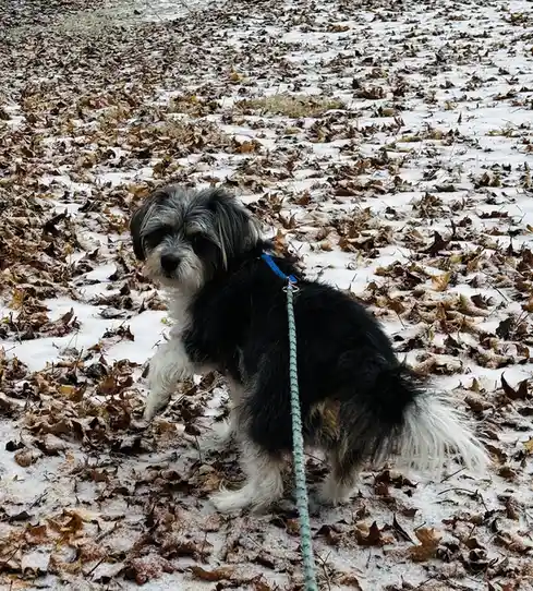 A small black and white fluffy dog wearing a blue harness and leash stands on snow-covered ground littered with brown autumn…