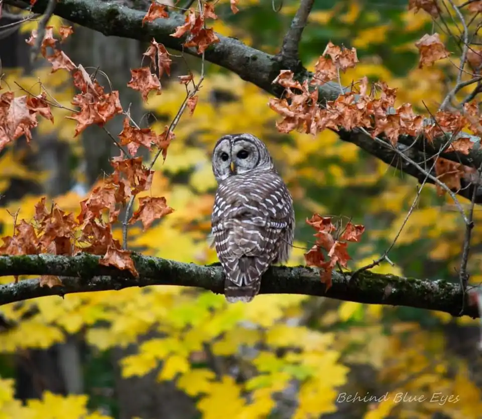 A barred owl perched on a mossy tree branch surrounded by autumn leaves in shades of orange and yellow. The image has the…
