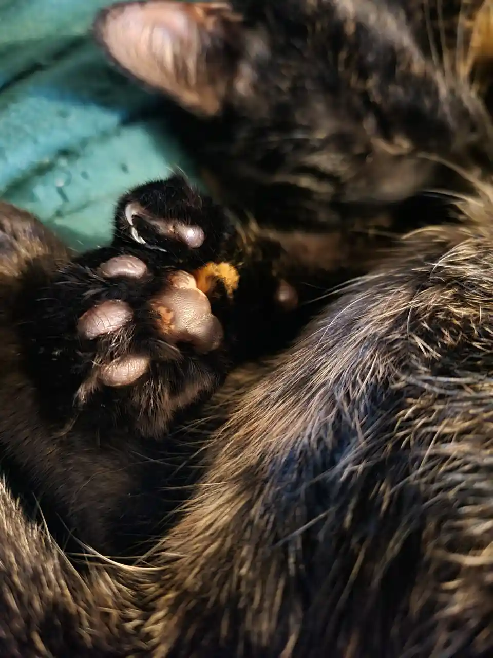 A close-up photo shows a black and brown cat lying on its back, exposing its paws with visible claws and pads, resting on a…