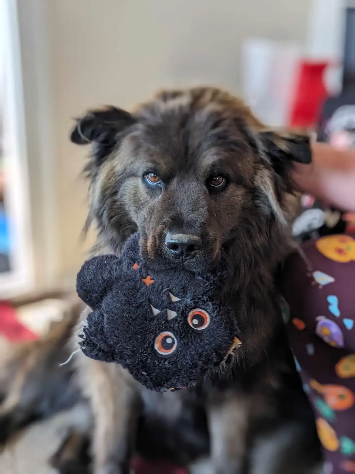 A fluffy, dark-furred dog with one blue eye and one brown eye looks directly at the camera with a sad, disappointed…