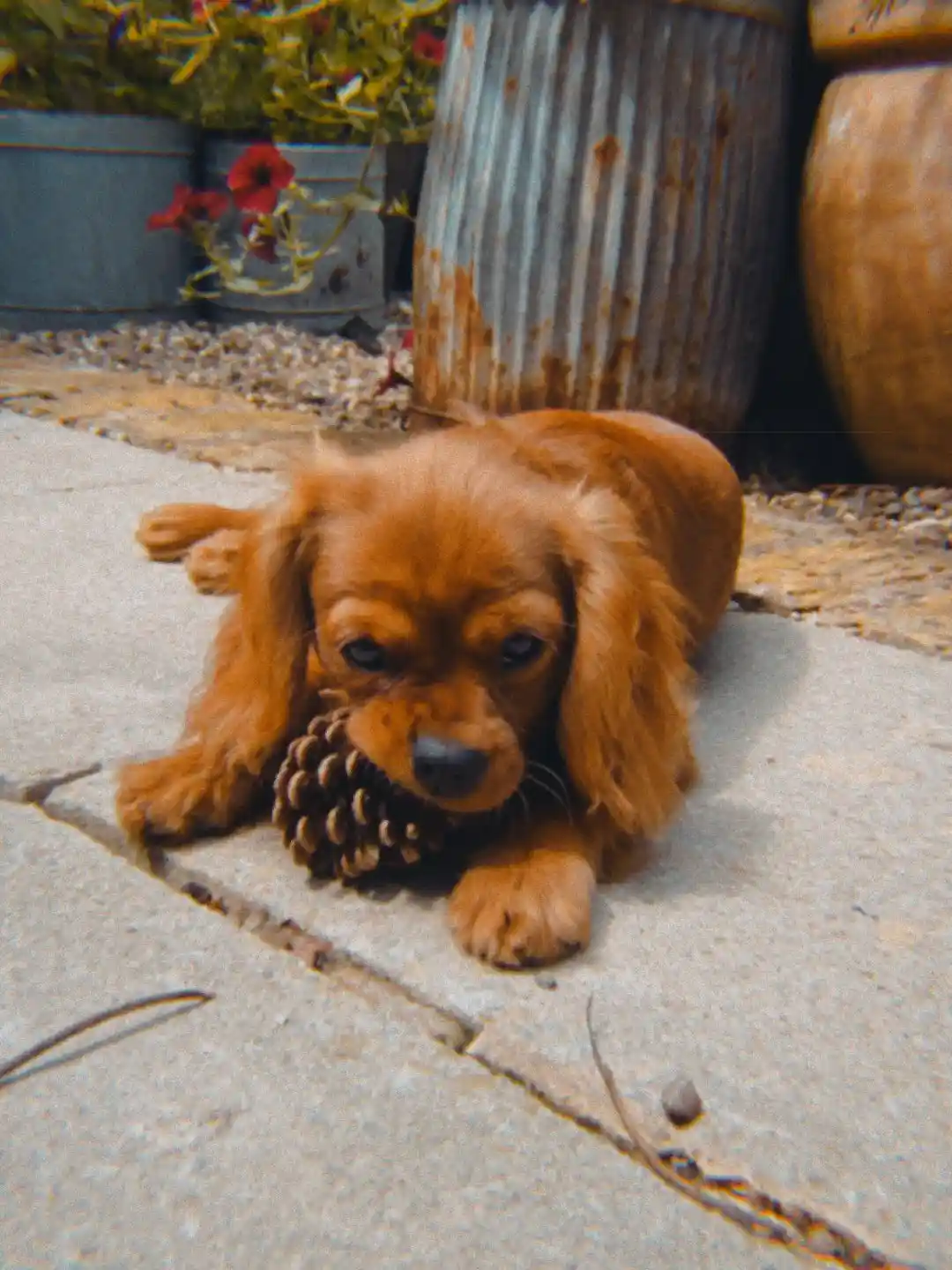 A small, reddish-brown dog with long floppy ears is lying on a stone patio, holding a pinecone in its mouth. Behind it are…