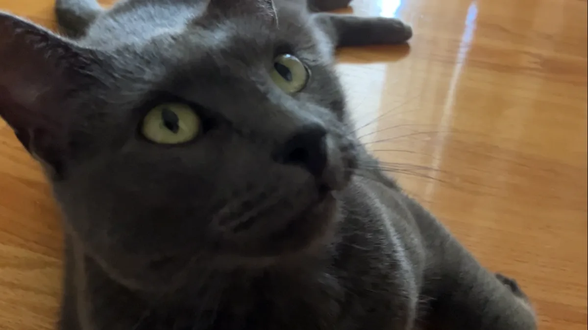 A close-up photo of a gray cat with large green eyes looking upward with a slightly downturned mouth, lying on a wooden…