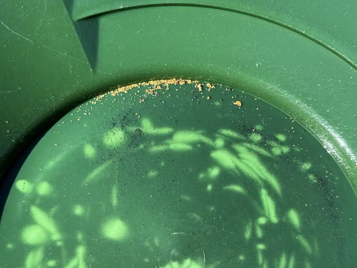 A close-up photo shows the inside of a green plastic container filled with murky water, with small yellowish-brown particles…