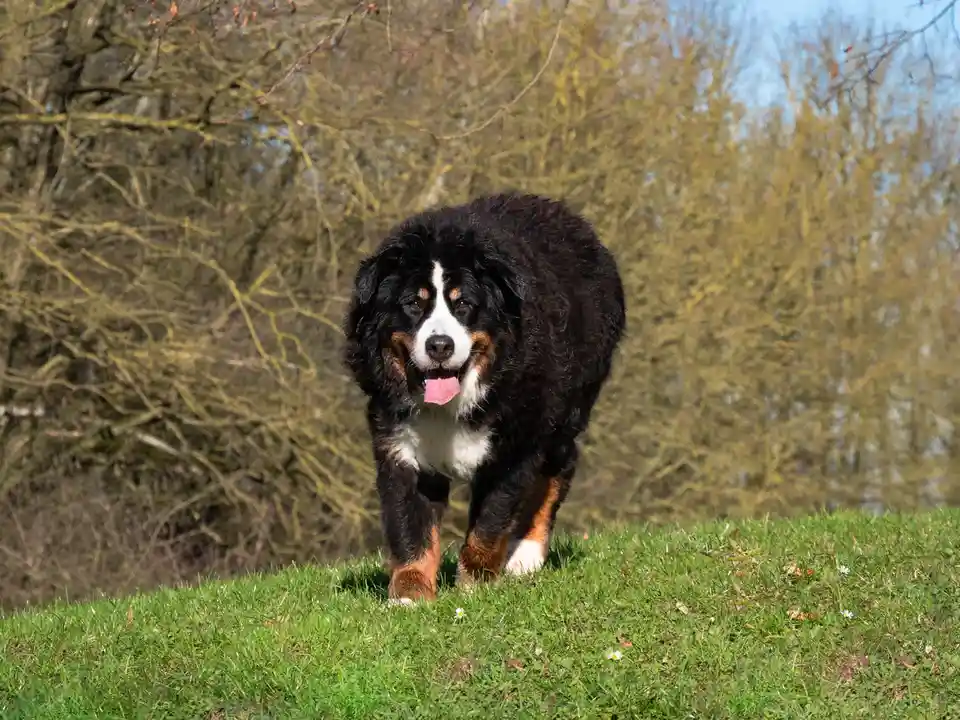 A large, fluffy Bernese Mountain Dog with black, white, and rust-colored fur walks toward the camera on a grassy hill with…