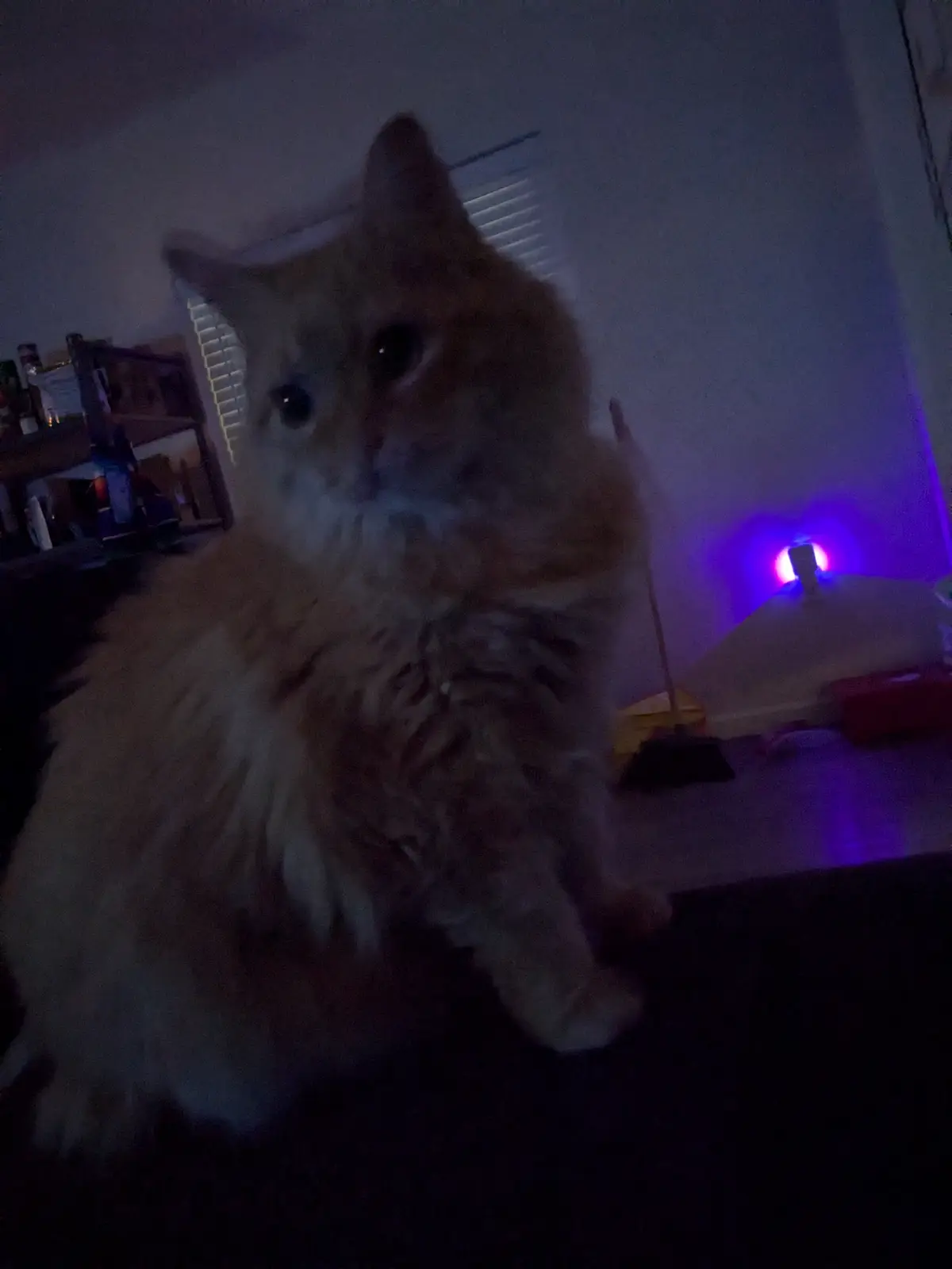 A blurry, low-light photo of a fluffy orange tabby cat staring intently at the camera in a dim room with purple ambient…