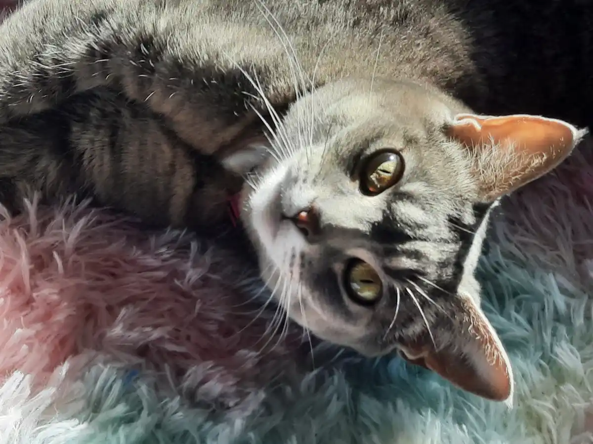 A gray tabby cat with green eyes lies on its back on a fluffy, multicolored rug, looking up at the camera with a relaxed…