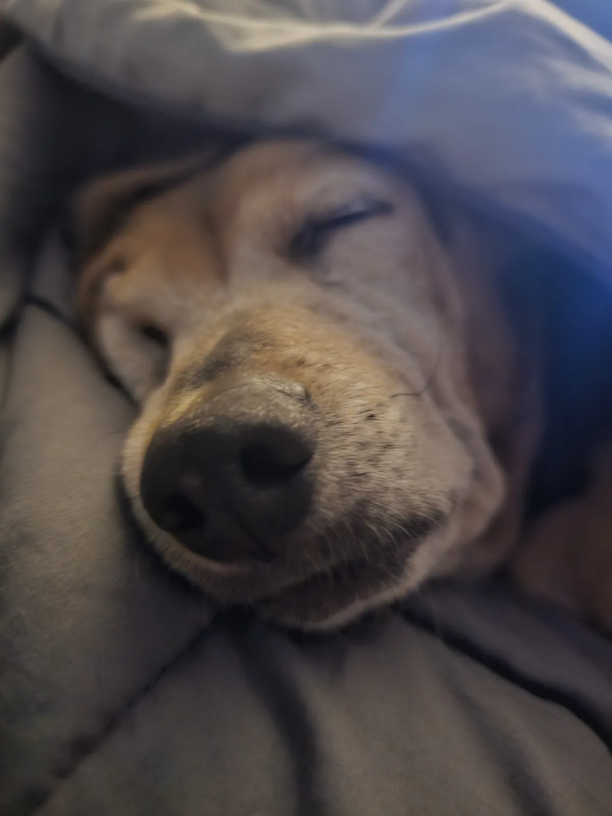 A close-up photo shows a light brown dog with its eyes closed, appearing to be sleeping peacefully under a gray blanket. The…