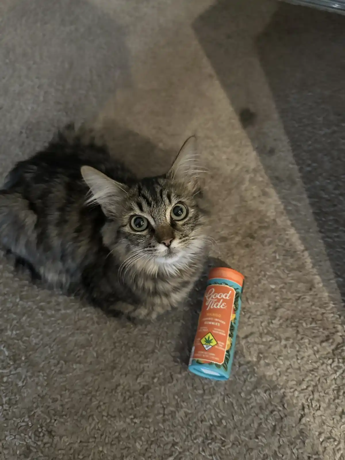 A fluffy tabby cat with wide, startled eyes stares directly at the camera while sitting on a beige carpet next to a fallen…