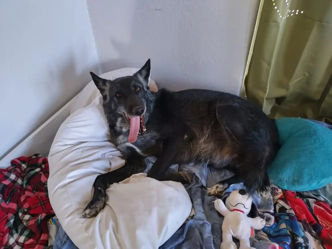 A black and tan dog with its tongue out lies sprawled on a white dog bed surrounded by blankets and a stuffed toy. The dog…