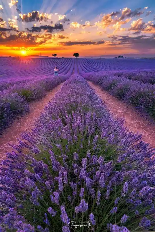 A person stands in the middle of a vast lavender field at sunset, with rows of purple flowers stretching toward the horizon…