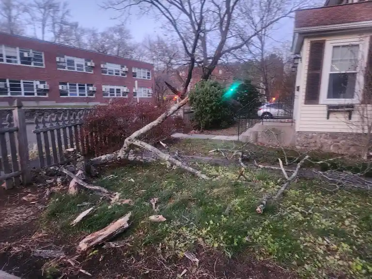 A large tree has fallen across a grassy yard, its trunk and branches broken and scattered, with a house and brick building…