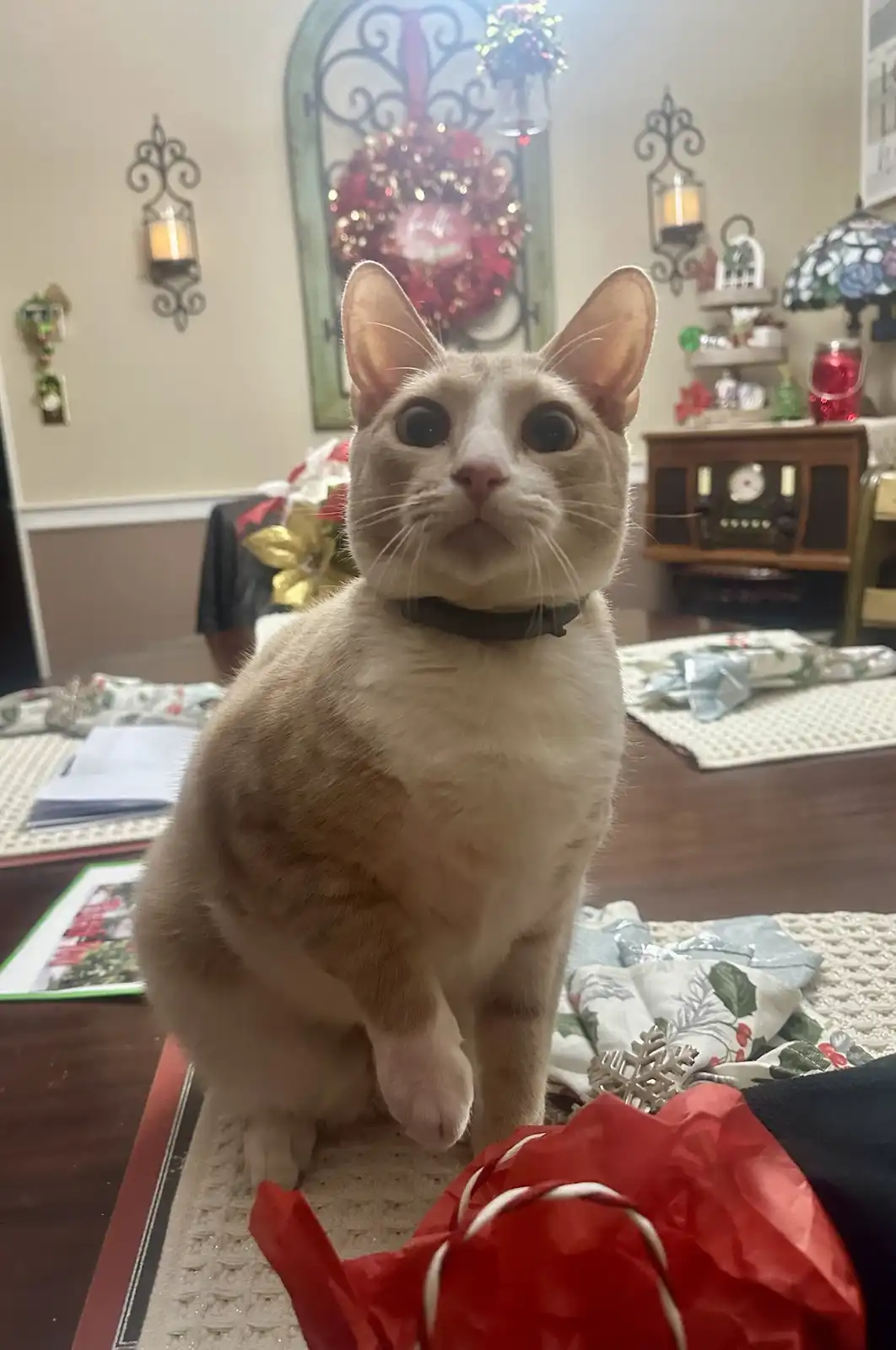A light orange and white cat with wide, startled eyes sits upright on a dining table covered with Christmas-themed…