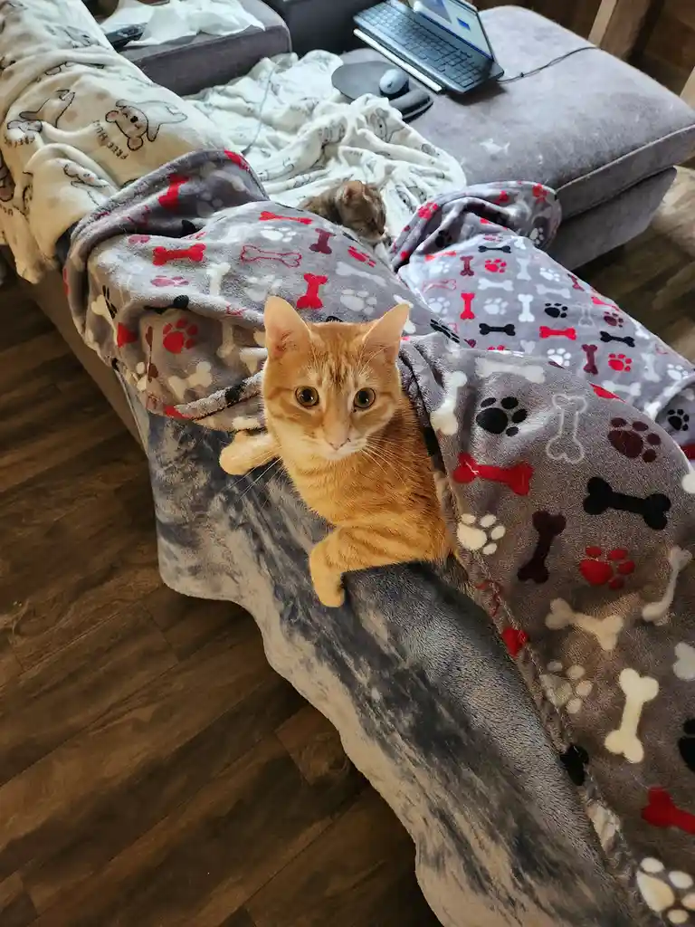 An orange tabby cat peeks out from under a grey blanket patterned with red, black, and white dog bones and paw prints…