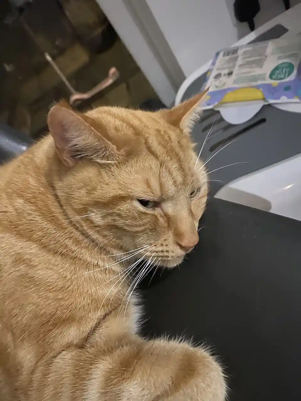 A close-up photo of an orange tabby cat with a visibly grumpy, unimpressed expression, looking off to the side. The cat is…