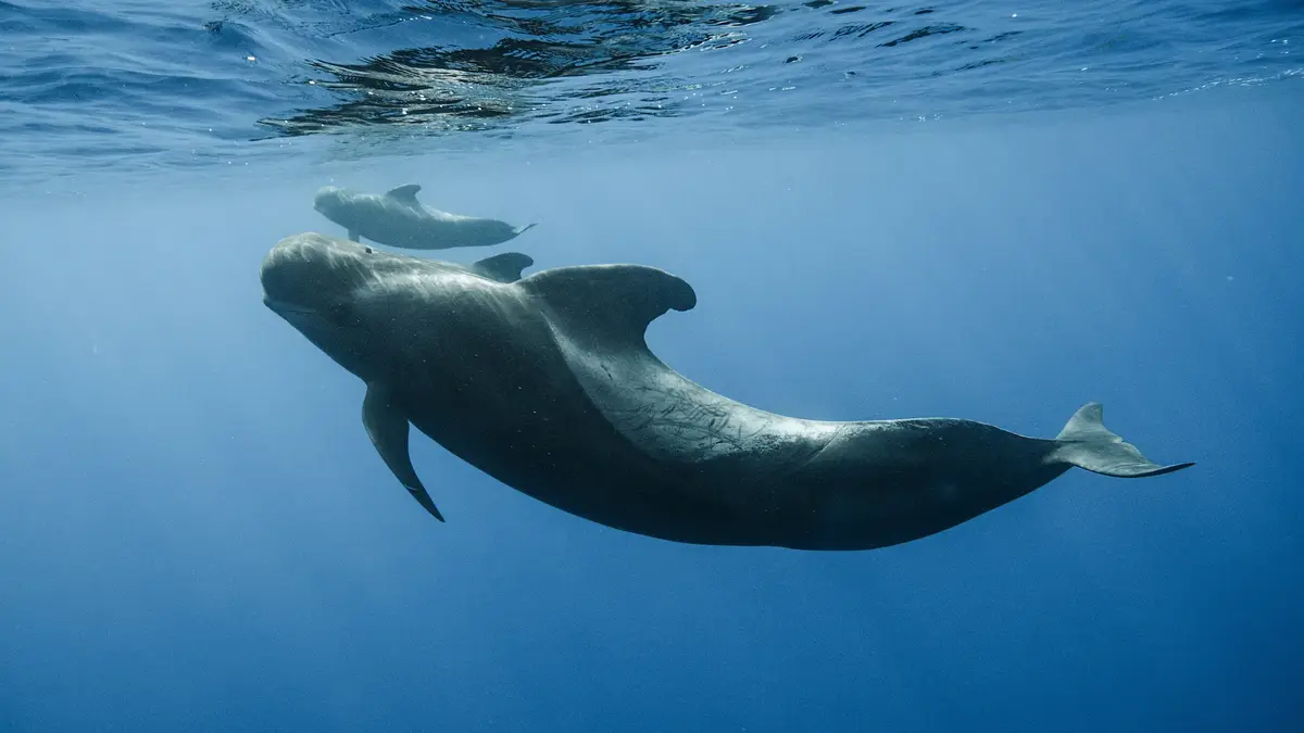 An underwater photo shows a large dolphin swimming with a smaller dolphin, likely its calf, in clear blue water. The image…