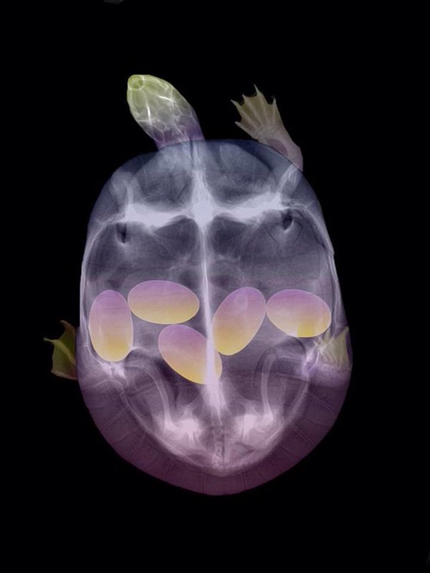 An x-ray image of a turtle's body, showing its skeletal structure and five visible eggs inside its abdomen. The turtle's…