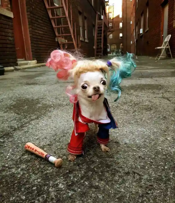 A small white chihuahua stands in a brick alleyway, dressed in a red and blue Harley Quinn costume with a blonde wig…