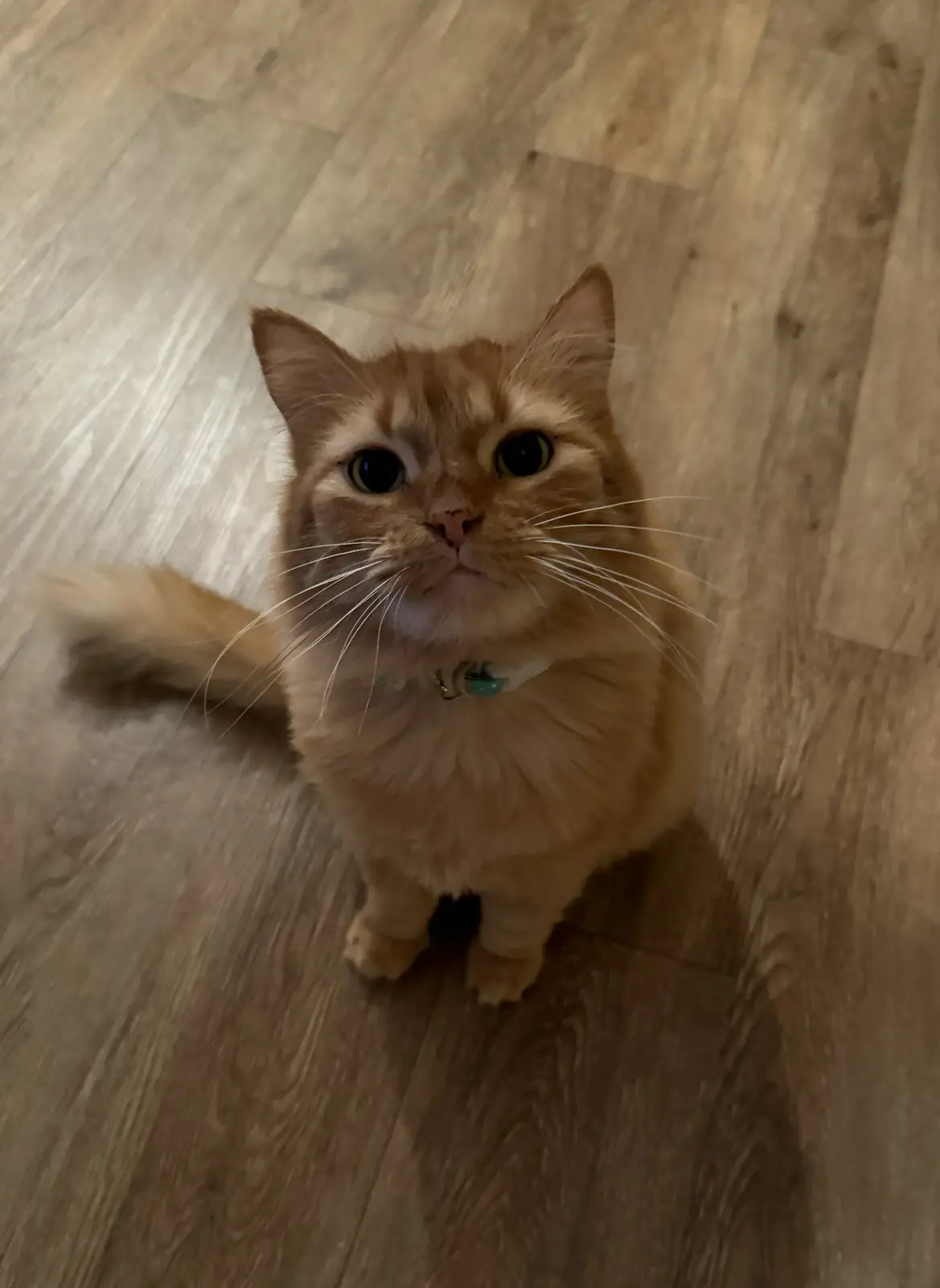 A fluffy orange tabby cat sits on a light wood floor, looking directly at the camera with wide, innocent eyes. The cat wears…