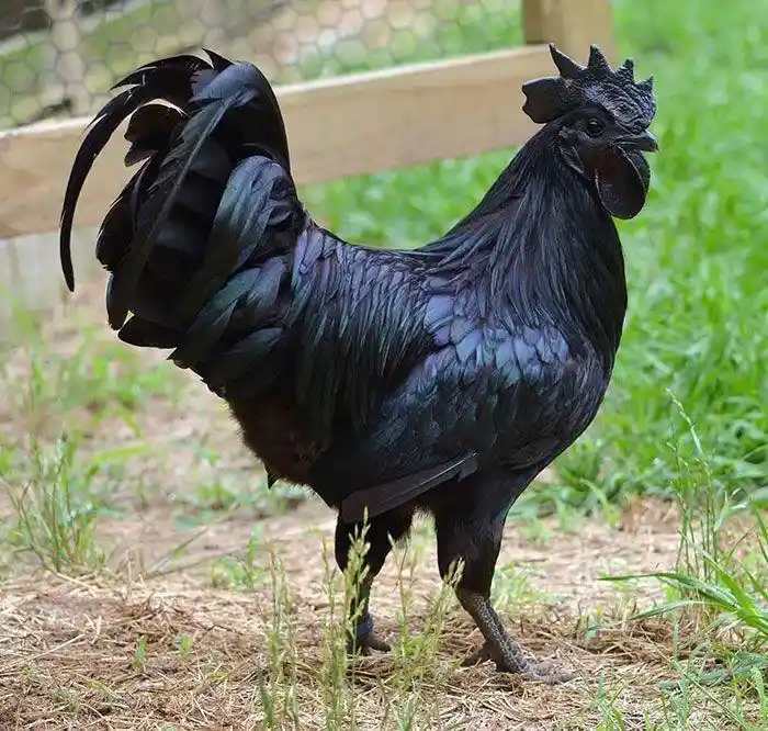 a glossy black rooster with iridescent feathers stands in a grassy, fenced yard. The text overlay reads 'this is a black…