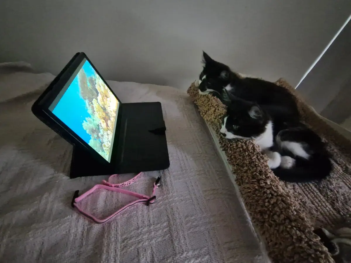 Two black-and-white cats are lying on a brown textured bed or cat bed, intently staring at a tablet propped up on a…