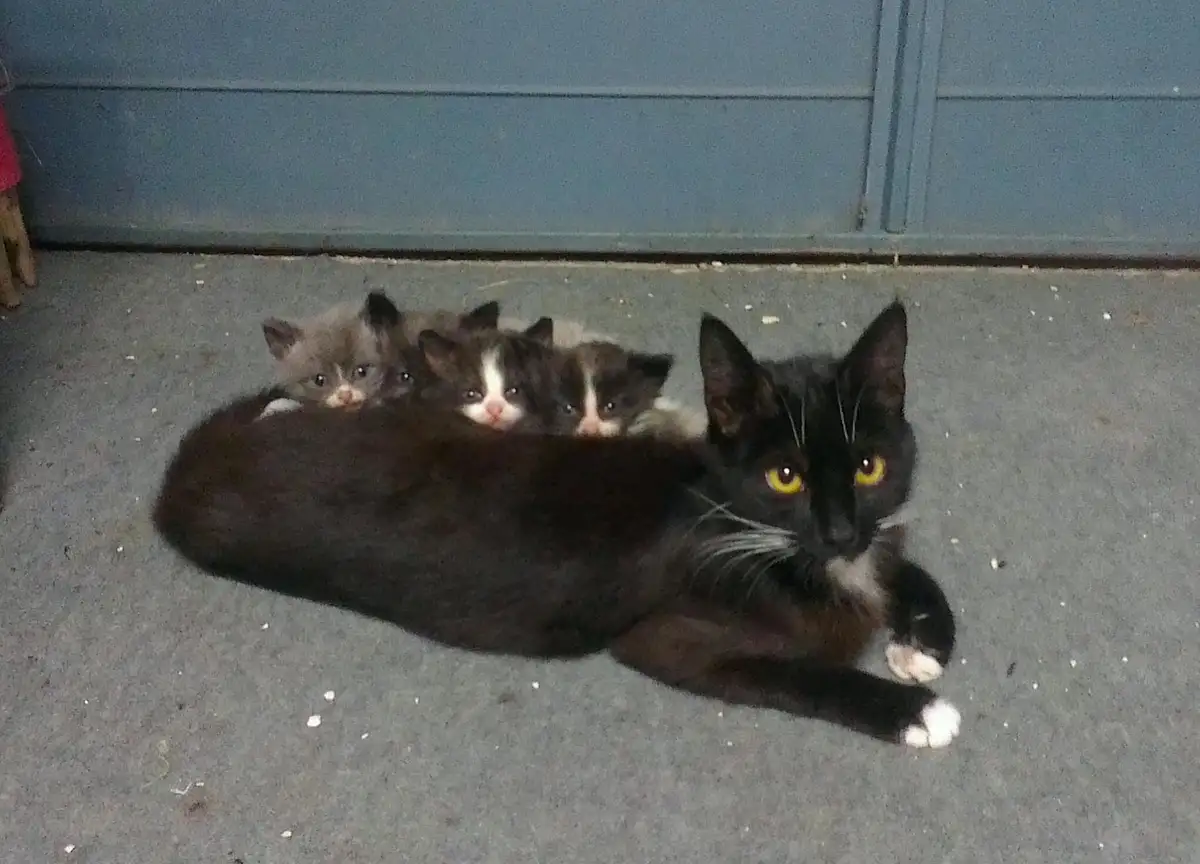 A black cat with white paws and yellow eyes lies on a gray floor, curled up with three small kittens peeking out from its…