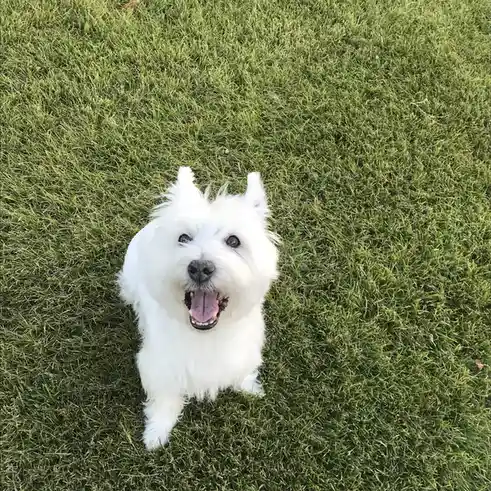 A small, fluffy white dog with perky ears and a happy, open-mouthed expression sits on vibrant green grass, looking up at…