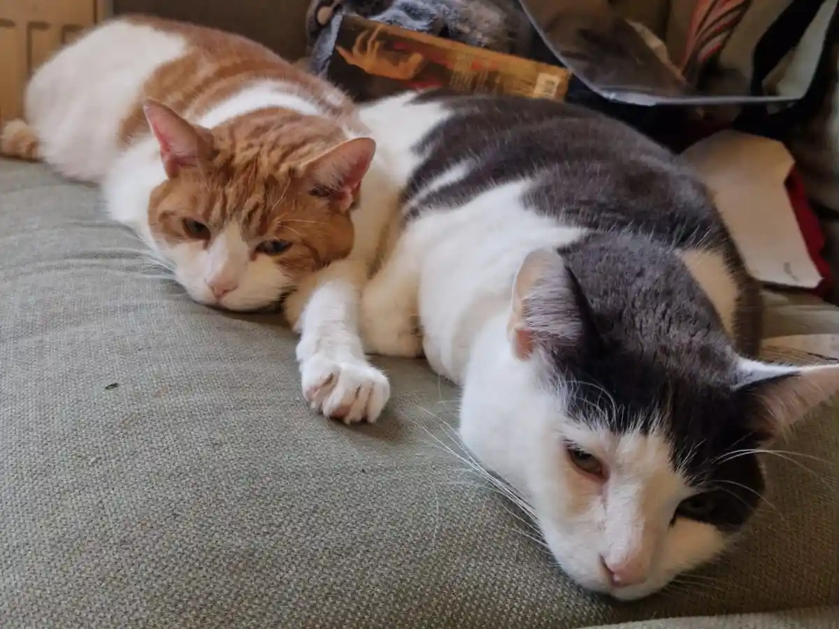 two cats, one orange and white, the other black and white, are lying side by side on a gray couch with tired, unimpressed…