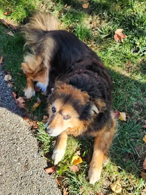 A fluffy, long-haired dog with black and tan fur lies on green grass scattered with fallen autumn leaves, looking up at the…