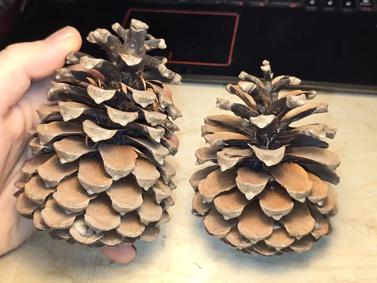 A hand holds one pinecone while another identical pinecone sits beside it on a wooden surface, with a laptop keyboard…
