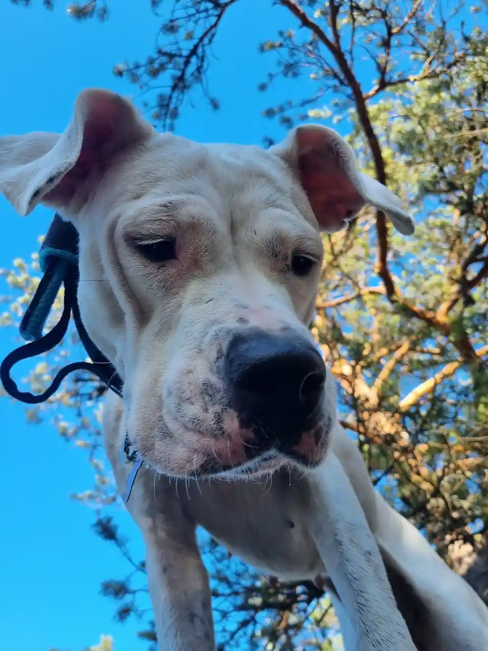 A close-up, low-angle photo shows a light-colored dog with large, floppy ears and a black nose looking down at the camera…