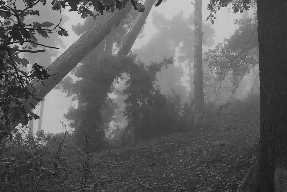 A black-and-white photograph of a misty, eerie forest with tall trees and a narrow dirt path, creating a mysterious and…