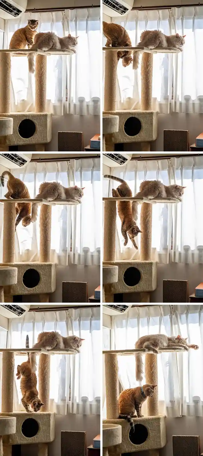 A sequence of six photos shows a ginger cat attempting to climb down a cat tree while a fluffy white cat sleeps peacefully…