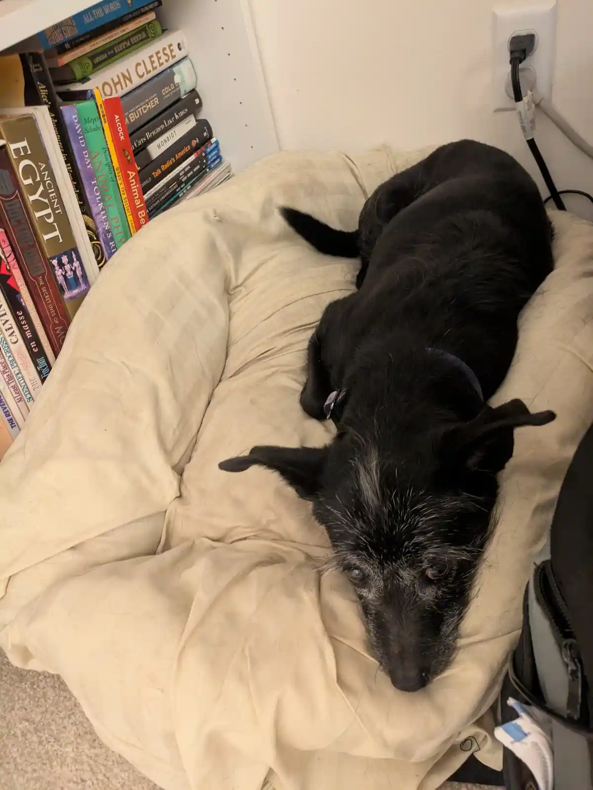 A black dog with gray muzzle hair lies on a beige dog bed next to a bookshelf filled with books. The dog looks tired and…
