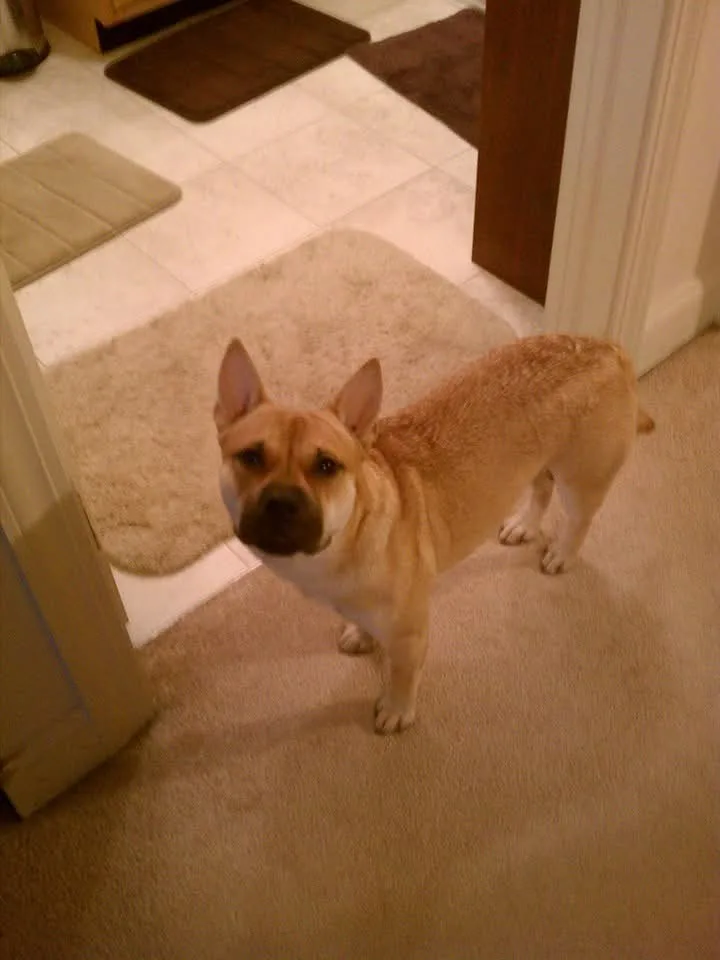 A tan dog with a wrinkled face and large ears stands on a beige carpet near a doorway, looking up at the camera with a…