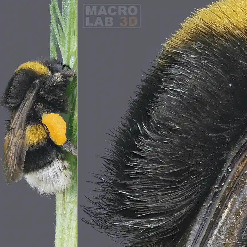 The image displays a grid of ten macro photos of a bumblebee clinging to a green stem. The photos alternate between showing…