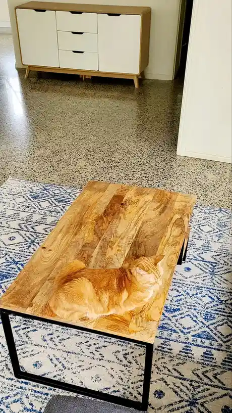 An orange tabby cat is curled up and sleeping on a wooden coffee table with black metal legs, which sits on a blue and white…