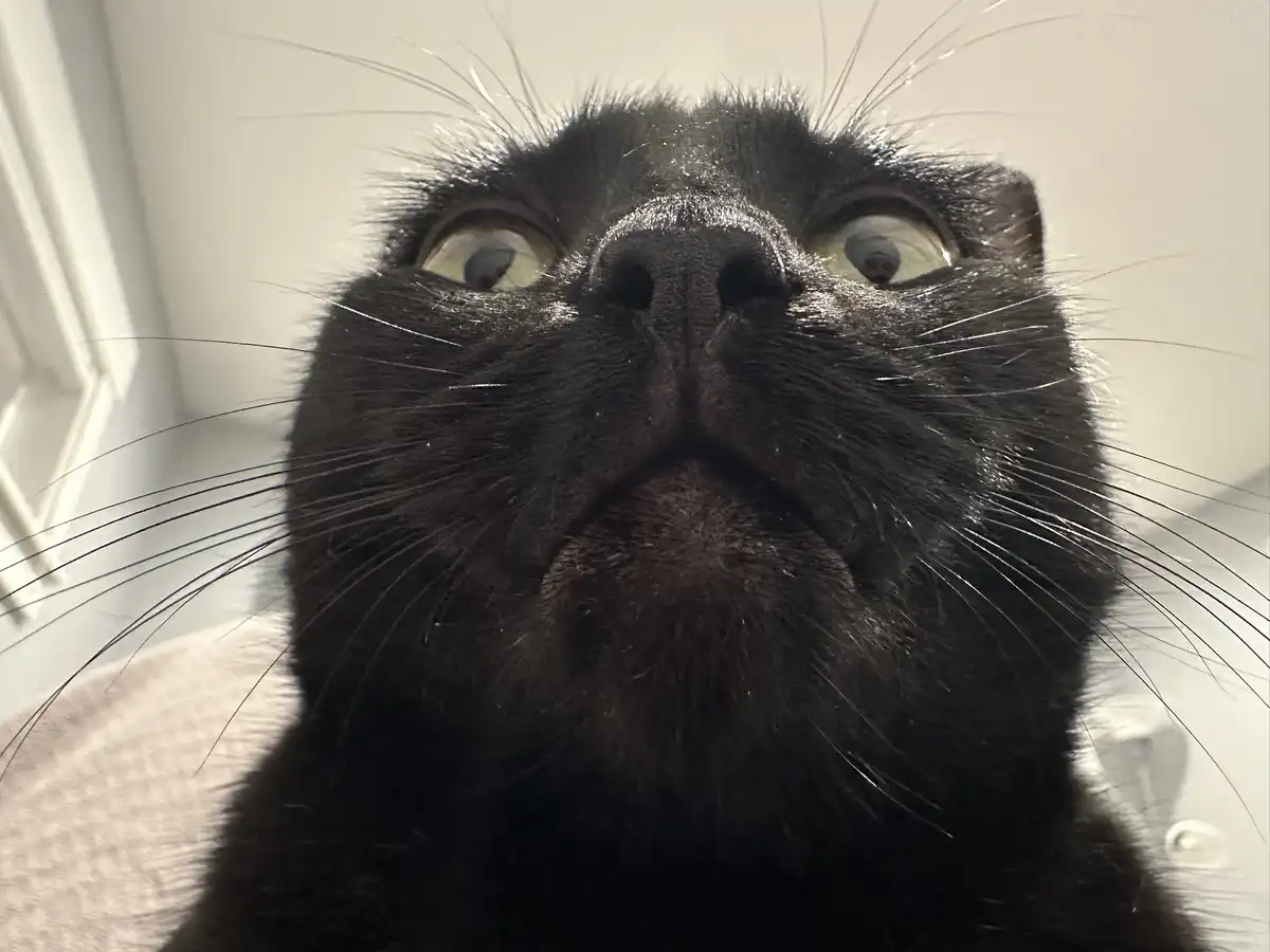 A close-up photo of a black cat looking upward with wide, startled eyes and an open mouth, as if reacting to something…