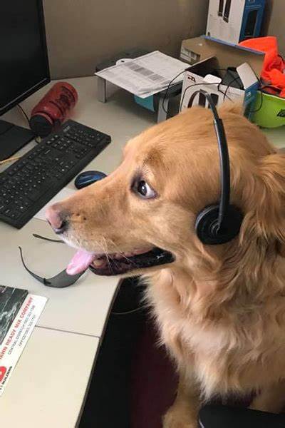 A golden retriever dog is sitting at a cluttered office desk, wearing a black headset over its ears, looking attentively…
